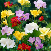 Freesia Mixed